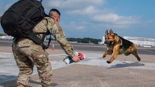 Most Emotional Reunions Between Dogs and Their Beloved Owners That Will Melt Your Heart ❤️