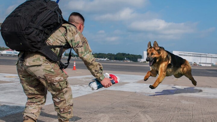 Most Emotional Reunions Between Dogs and Their Beloved Owners That Will Melt Your Heart ❤️