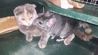 มิตรภาพแมวกับชินชิล่า