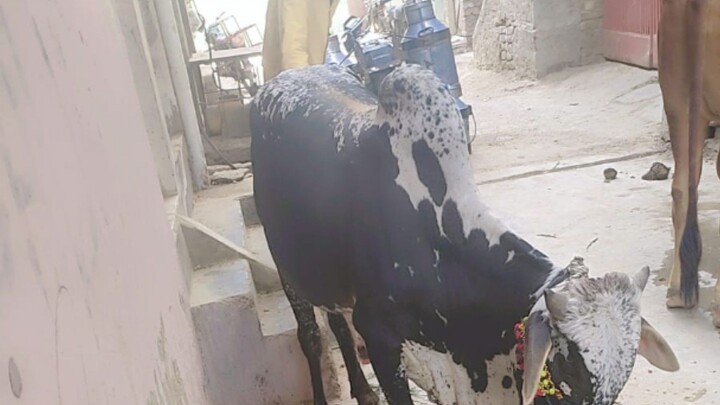 cow cow