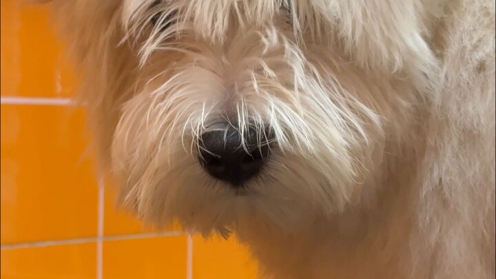 The West Highland Region's "Cosmetic Surgery Chapter"