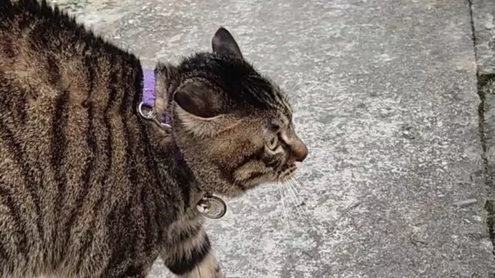 Mèo: Dù đối phương có là sói, thì tôi cũng từng là hổ!