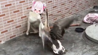 Dogs really curse when they are bitten!!!