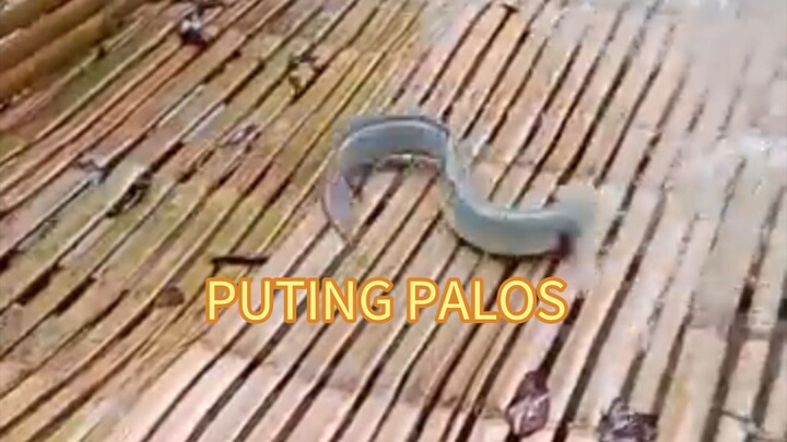 ang bilis ng palos