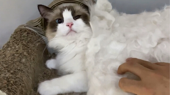 Check out these cat hair-themed merch!