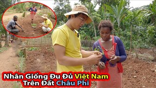 Tập 209: Trồng Giống Đu đủ Việt Nam trên đất Châu Phi||2Q Vlogs Cuộc Sống Châu Phi