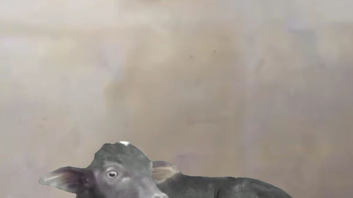 😂😂😂😂😂😂