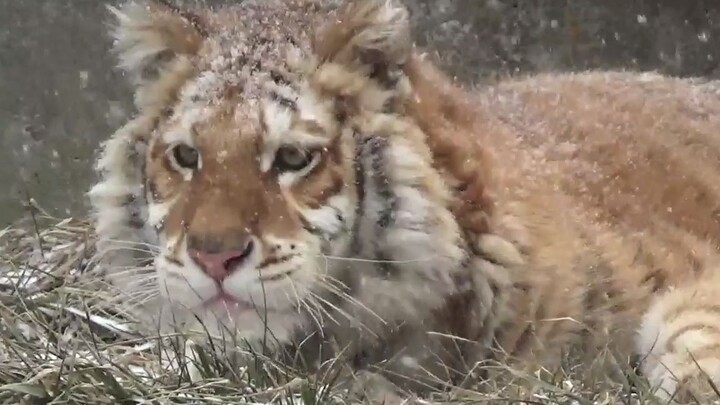 【Harimau】Harimau Emas Kecil di Tengah Salju