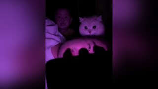 Sao cứ có cảm giác ai nhìn lén phía sau mèo cute foryou