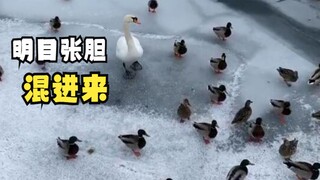 Hewan-hewan bermain sambil berjalan di atas es!