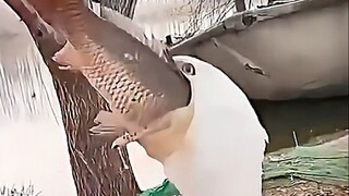 ماذا؟ ابتلاع الفريسة حية قد يُصيب البطن بالهجوم!