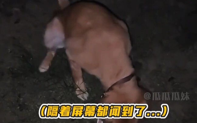 يا كلب، لم أكن أتوقع أن تشتهر بهذه الطريقة! الجولدن ريتريفر: يا أمي ماساي الحميمة! يبدو أن كلينا أصب