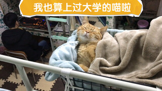 The journey from raising one cat to four cats—to me, they're not just pets; they're my family.