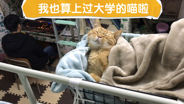 The journey from raising one cat to four cats—to me, they're not just pets; they're my family.