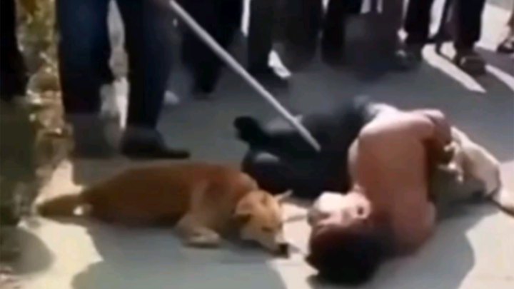 Pencuri anjing, disambut dengan tongkat! Seru banget dipukulnya!