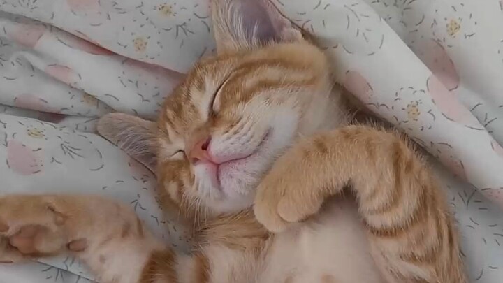 I just wanted to let the kitten sniff it, but it ended up right in its mouth—haha!