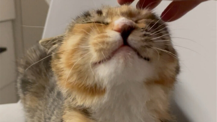 How Cute Can a Chatty Kitty Be?