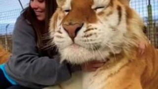 Do you want to pet a cat? It's a big one~