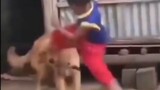 Boy VS Dog Battle
