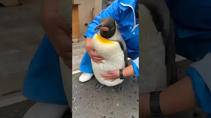 In Antarctica, never touch the penguins!