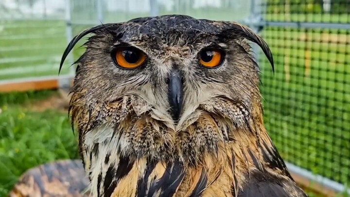 The owl got soaked in the rain and turned into a drenched chicken, and Guwu’s voice changed pitch.