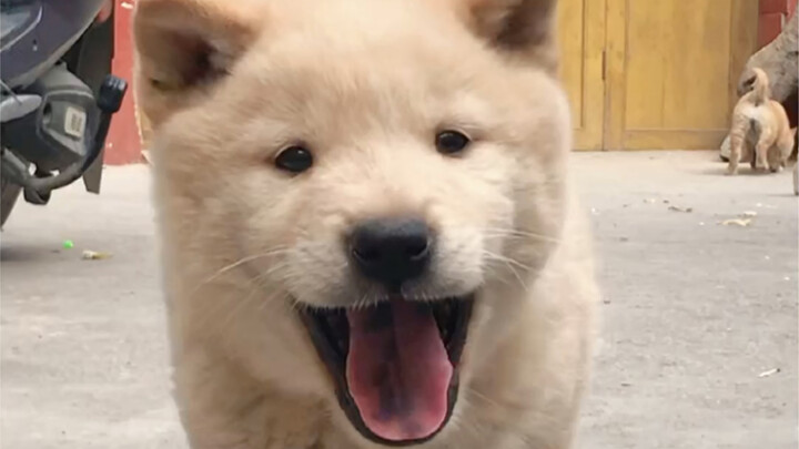 What happened to the dog we picked out at the market?