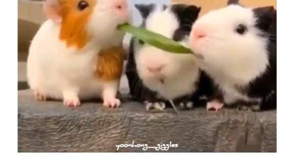 【เซเวนทีน】95ไลน์ ดูไม่เหมือนของปลอม