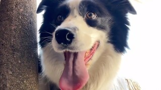 Border Collie: What strong ambition? It's just that you're not giving enough!