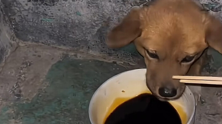Wah, ternyata anjing yang pilih-pilih nih: satu suap pangsit, satu suap bawang putih, kalau nggak di