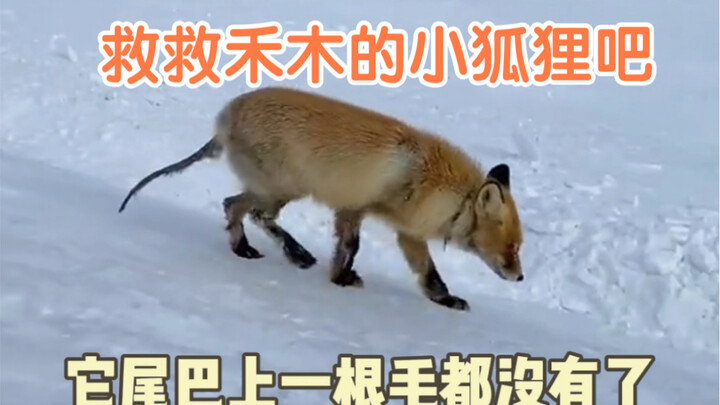 หัวใจสลาย! หางใหญ่มีขนของจิ้งจอกเฮมูหายไปแล้ว