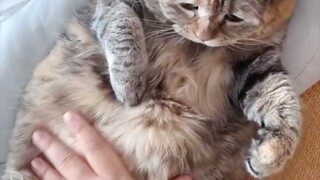 Itu pasti perut kucing yang menempel di tanganku.