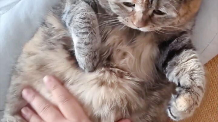 那肯定是猫肚皮自己过来贴我手上