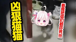 Bahkan kucing ganas pun bisa menakutkan! ! !
