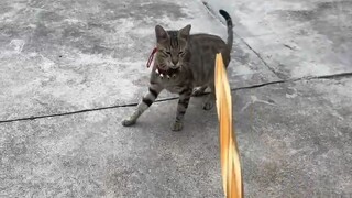 3D printed golden holy sword vs. civet cat