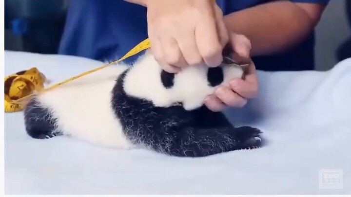 ลูกแพนด้ากำลังได้รับการตรวจร่างกาย พวกมันน่ารักมาก มีชาวต่างชาติถามมาว่า สามารถดูแลโดยไม่ต้องรับเงิน
