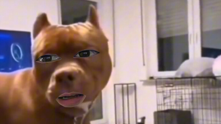 Dog: Just tell me, are you in or not?