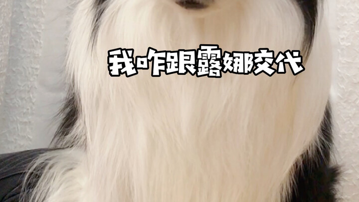 Aktivitas psikologis anjing kecil setelah tiba-tiba dicium itu terlalu banyak..