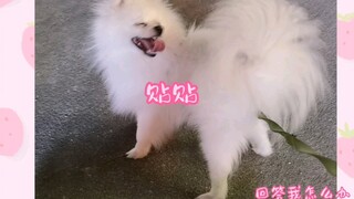 【丁禹兮】小丁和他的狗狗小灰贴贴~