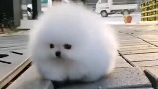 bola rambut
