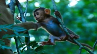 Monkey Trust And Believe On Her Baby Can Hold & Jump Tree Without Fall Down,Baby Monkey Very Strange