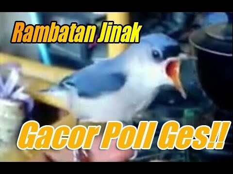Burung Master | Duet Rambatan Gacor