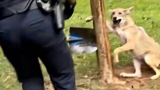 【Utah】Polisi menyelamatkan coyote yang cakarnya tersangkut di pohon