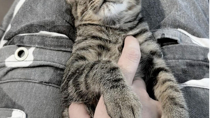 There’s nothing wrong with an affectionate kitten—just make sure it clings to the right person.