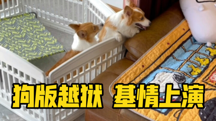 Anjing kaki pendek ayah dan anak di bawah atap yang sama, kenapa perbedaan kecerdasannya begitu besa