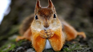 วิดีโอสัตว์ตลกและน่ารัก 2022! - รวมสุนัขและแมวที่สนุกที่สุด 4