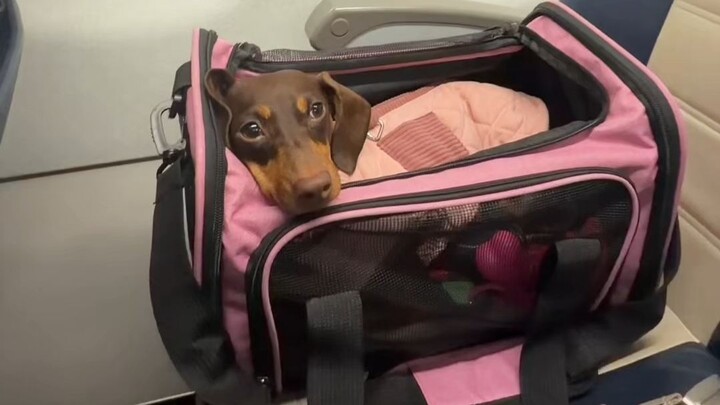 "Chó không nên lên máy bay, chúng sẽ làm phiền hành khách"