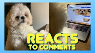 Cute Shih Tzu Reacts to Comments As He Makes A Decision  to Join The Army (Funny Dog Video)