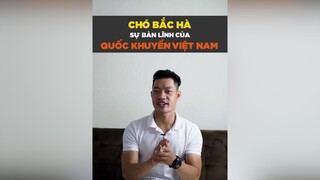 Sự bản lĩnh của Quốc Khuyển Việt Nam. Nhìn mà biết đếch sợ thèn nào goài tuitienpet tuitienpet petonesaigon dcgr
