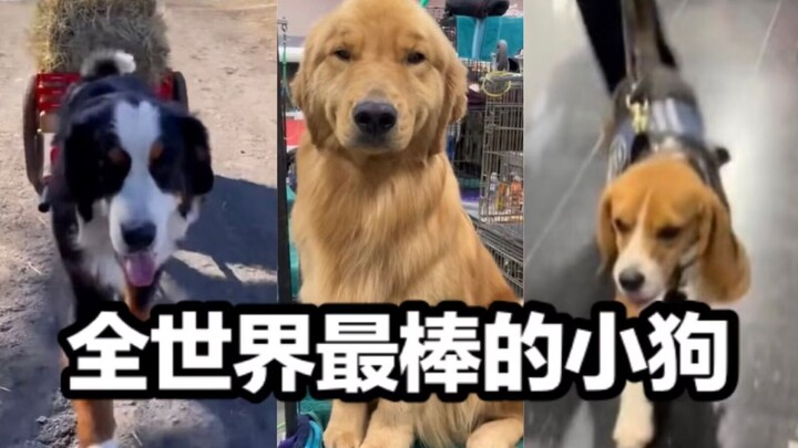 Dunia ini tidak bisa tanpa anak-anak anjing!