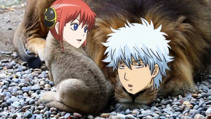 Phiên bản động vật Gintama, biến thành sư tử!
